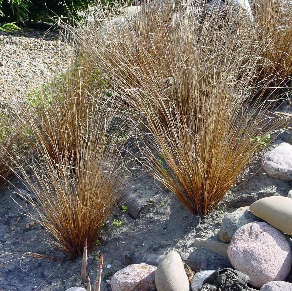 Carex  Colorgrass®
