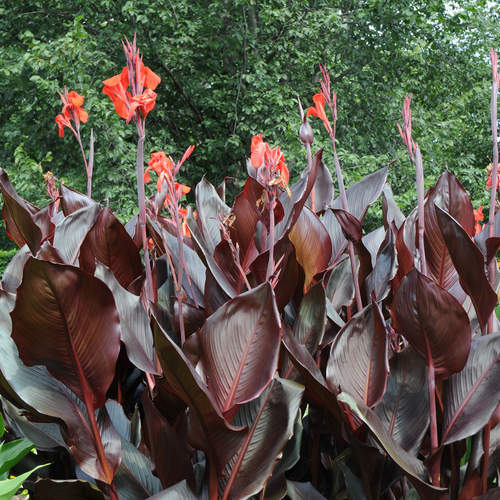 Canna Various Varieties Norseco
