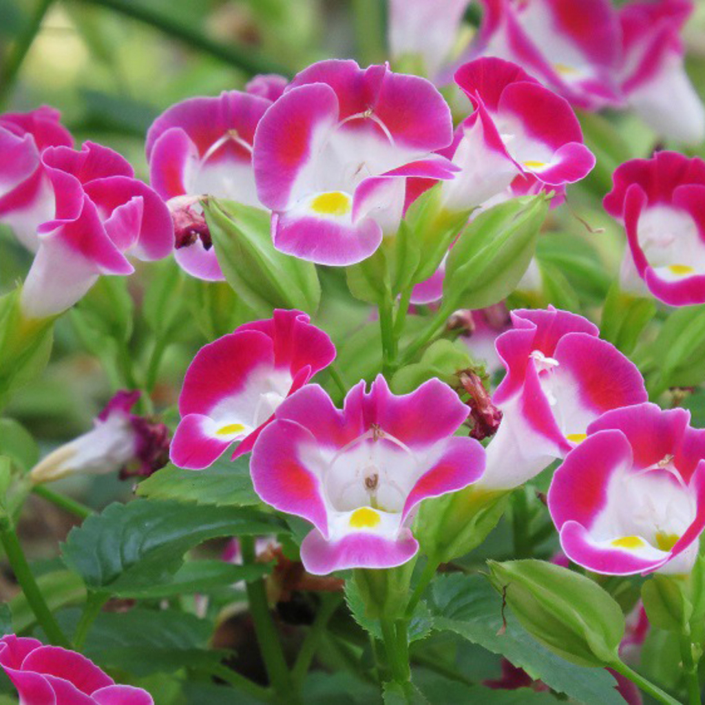 Torenia Série Catalina Norseco