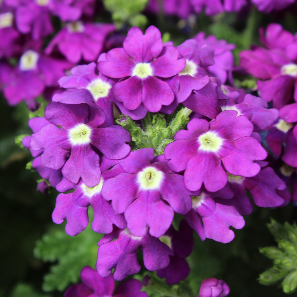 Вербена дент уфа. Вербена кварц Блю. Вербена Empress Purple. Вербена кварц Парпл. Вербена Lindolena Magenta.