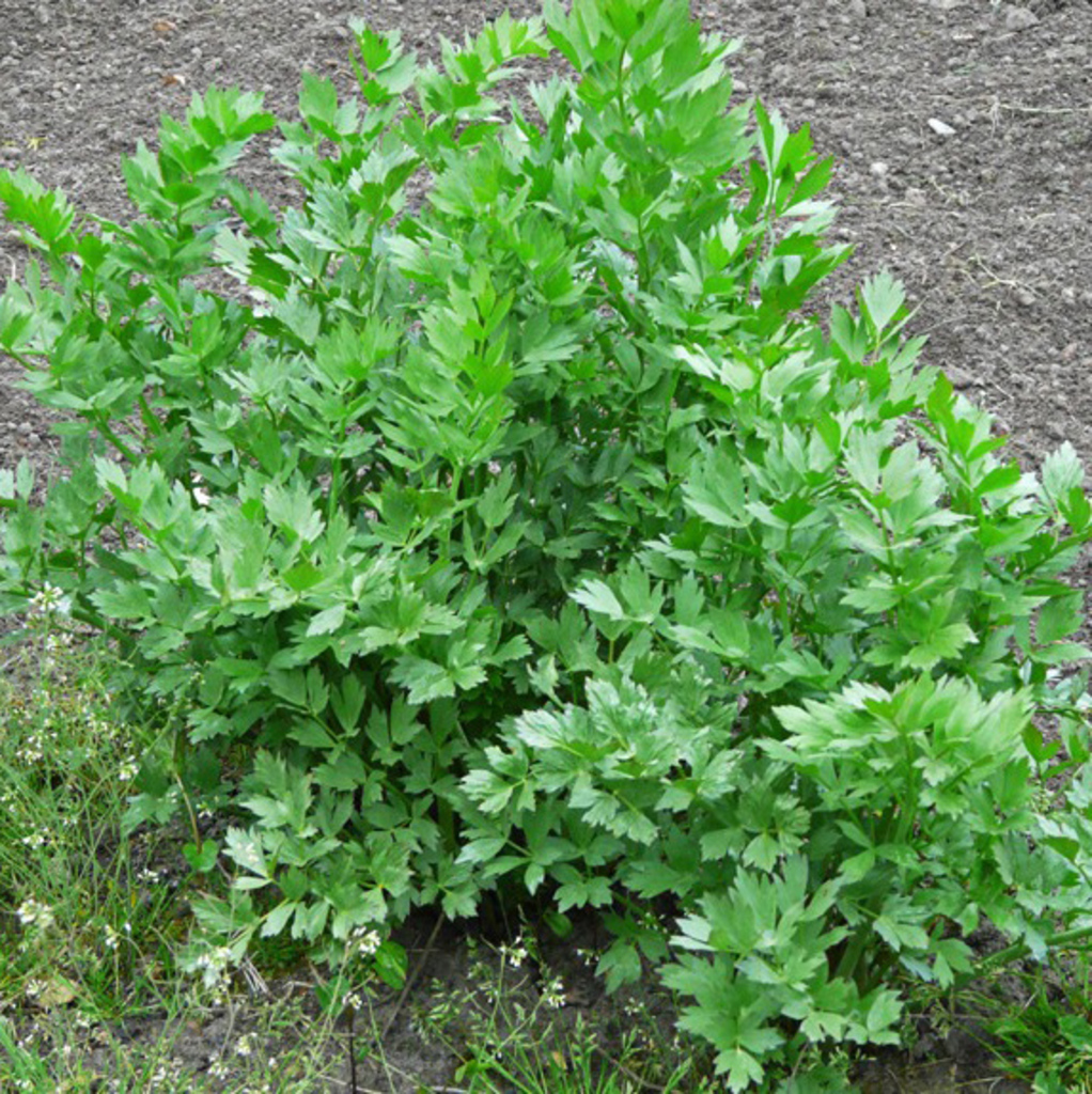 Celery (cutting)-Apium graveolens