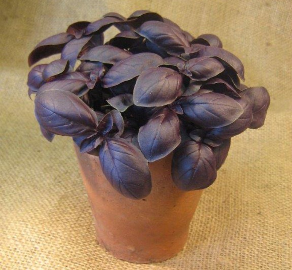 Basil-Ocimum basilicum