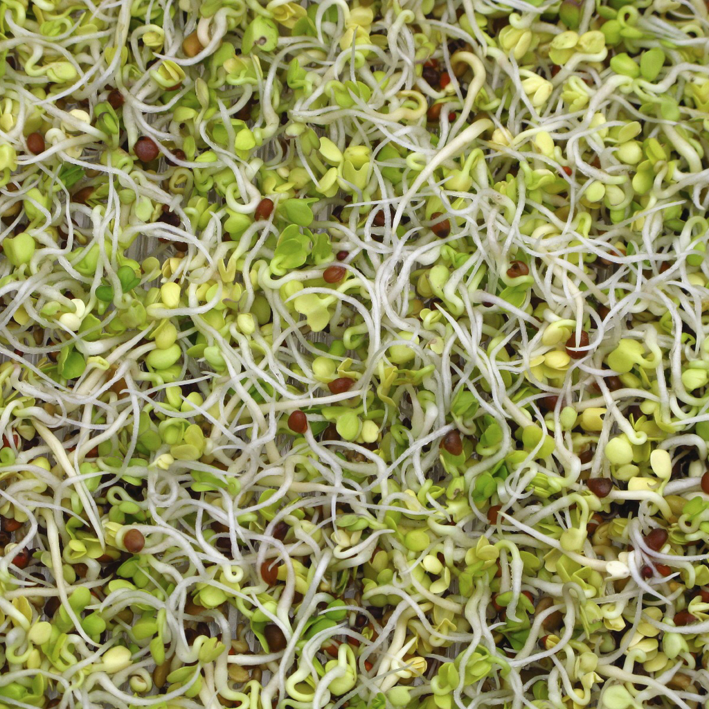 Sprouts-Microgreens