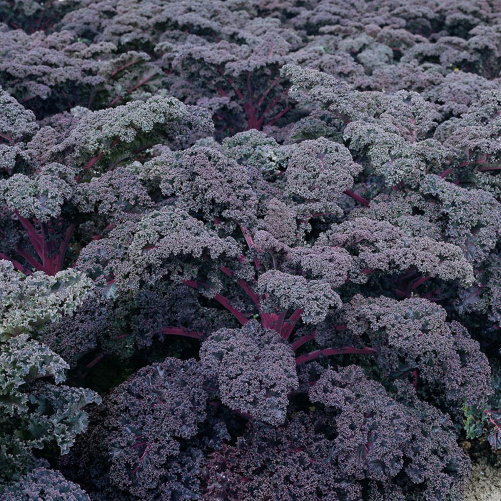 Flowering kale