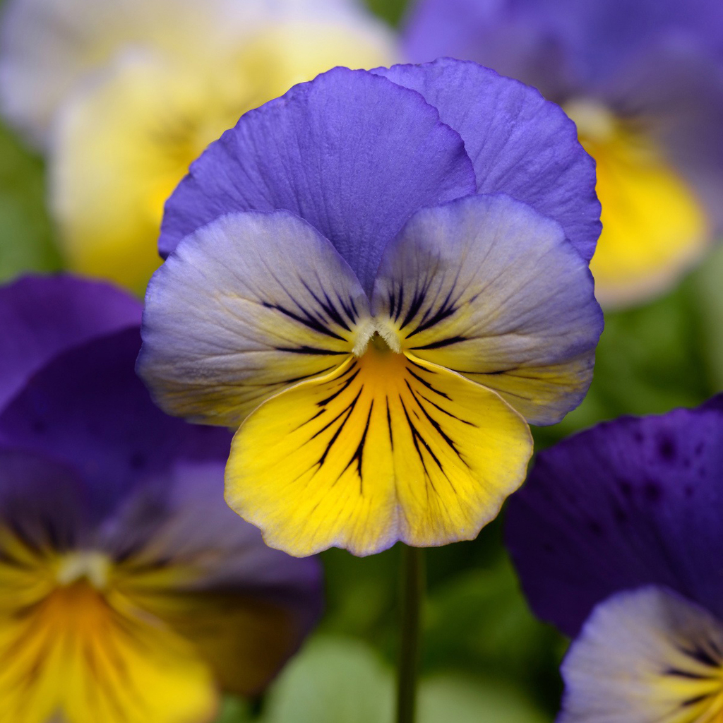Pansy spreading