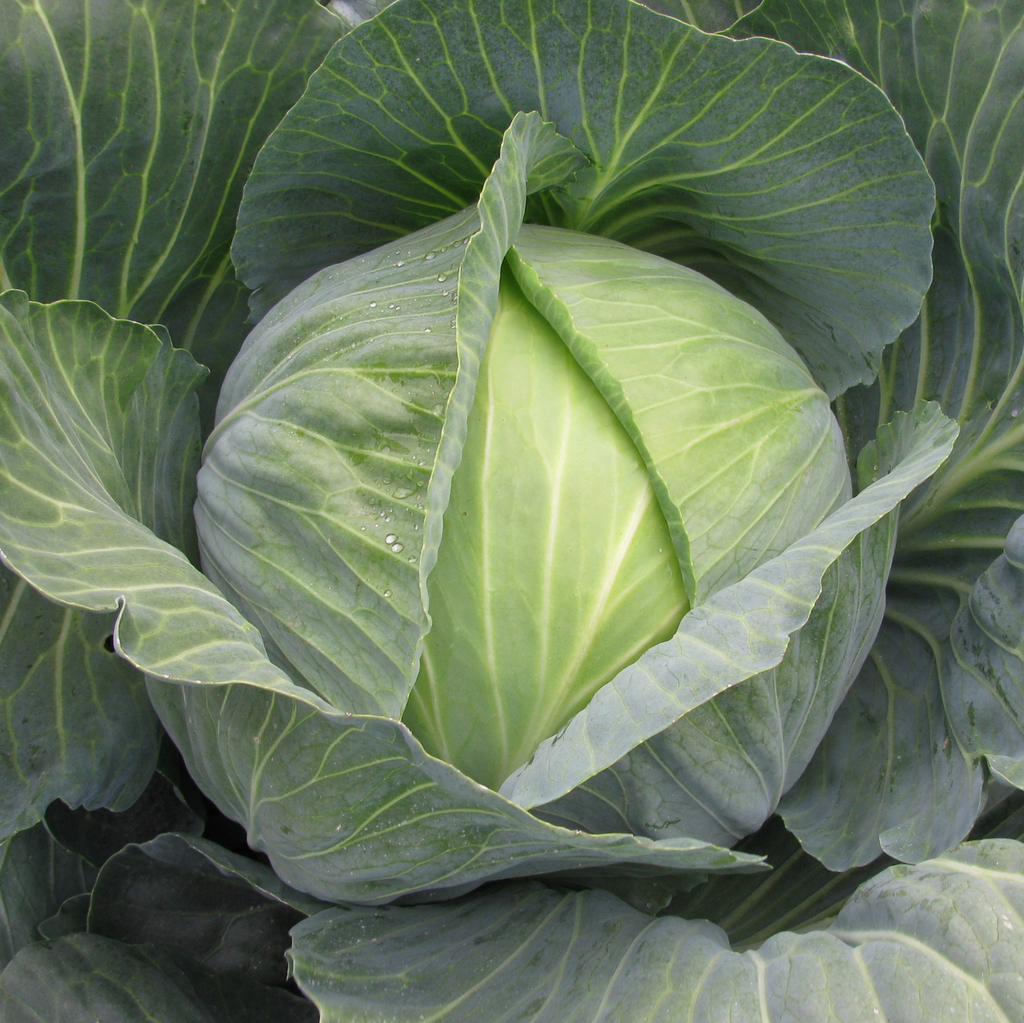 Cabbage-Winter