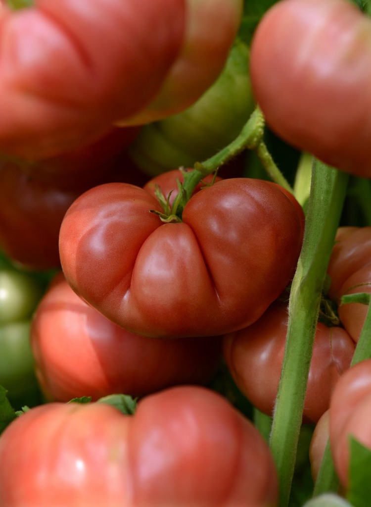 tomate-ronde-rose-norseco