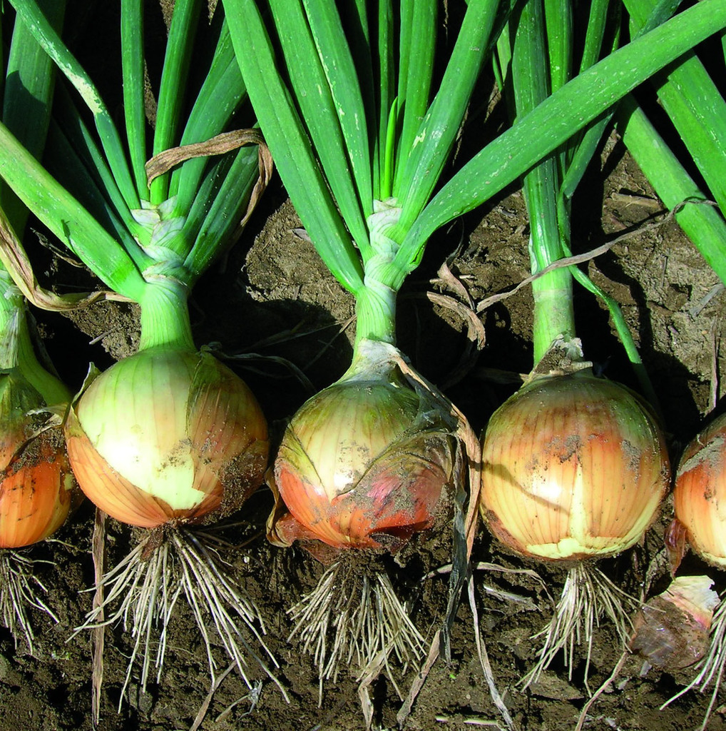 Onion-Spanish