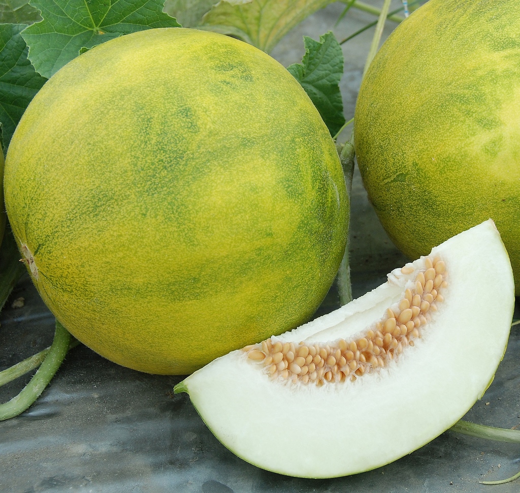 Melon-Piel De Sapo