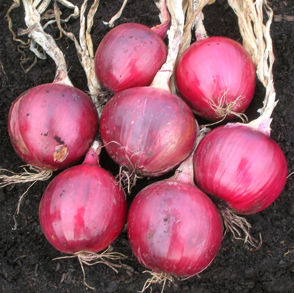 Onion-Red