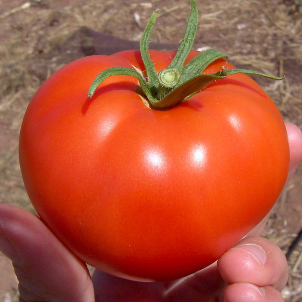 Tomate ronde