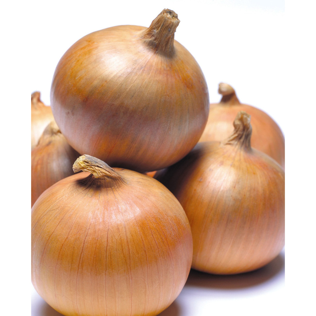 Onion-Yellow