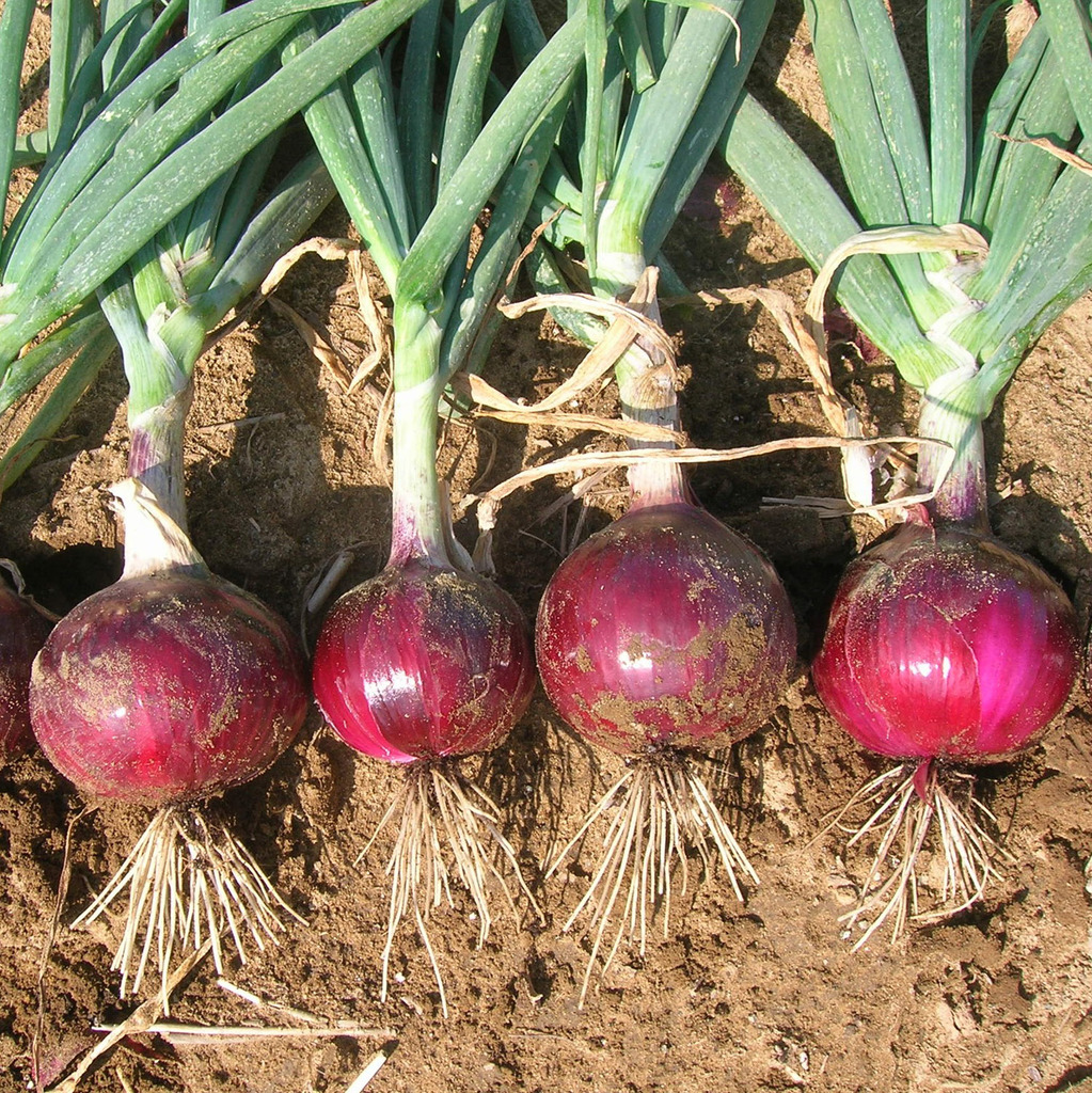 Onion-Red