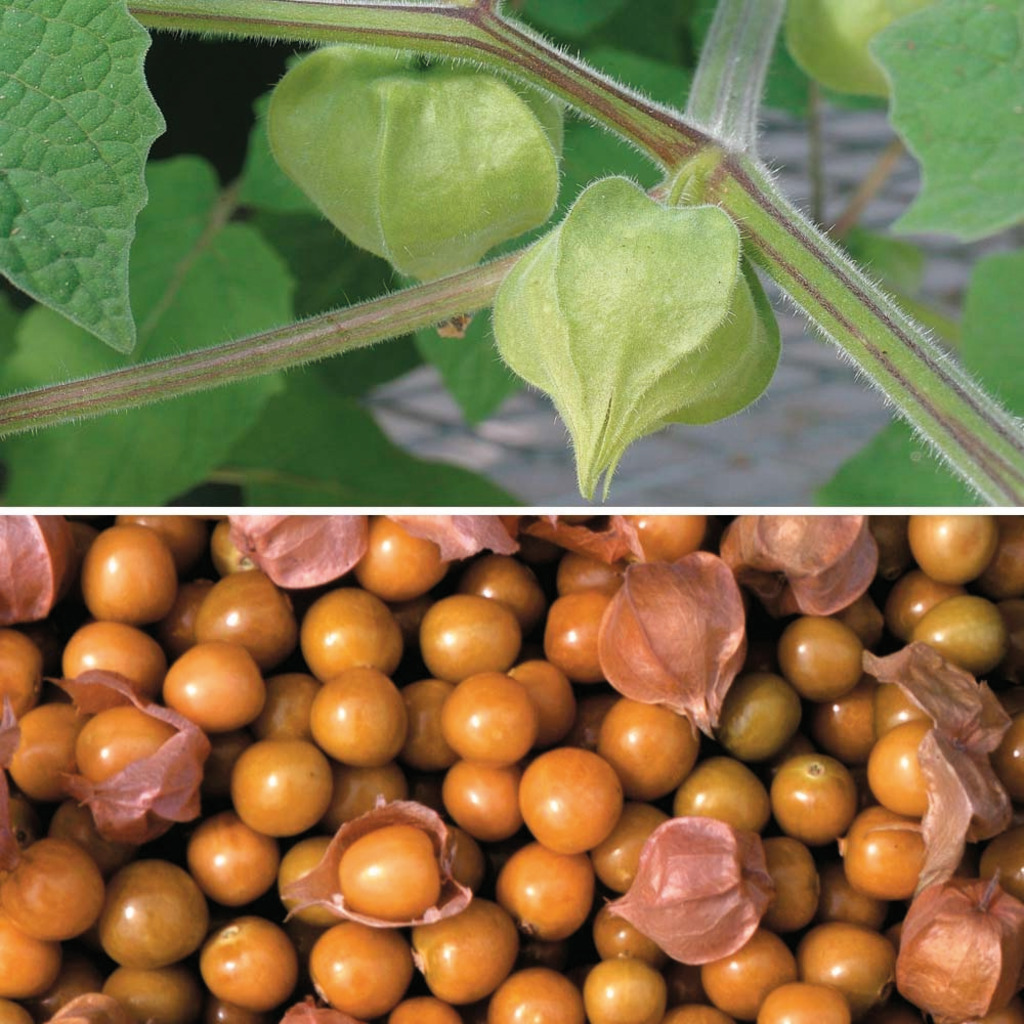 Ground Cherry Ground Cherry Norseco