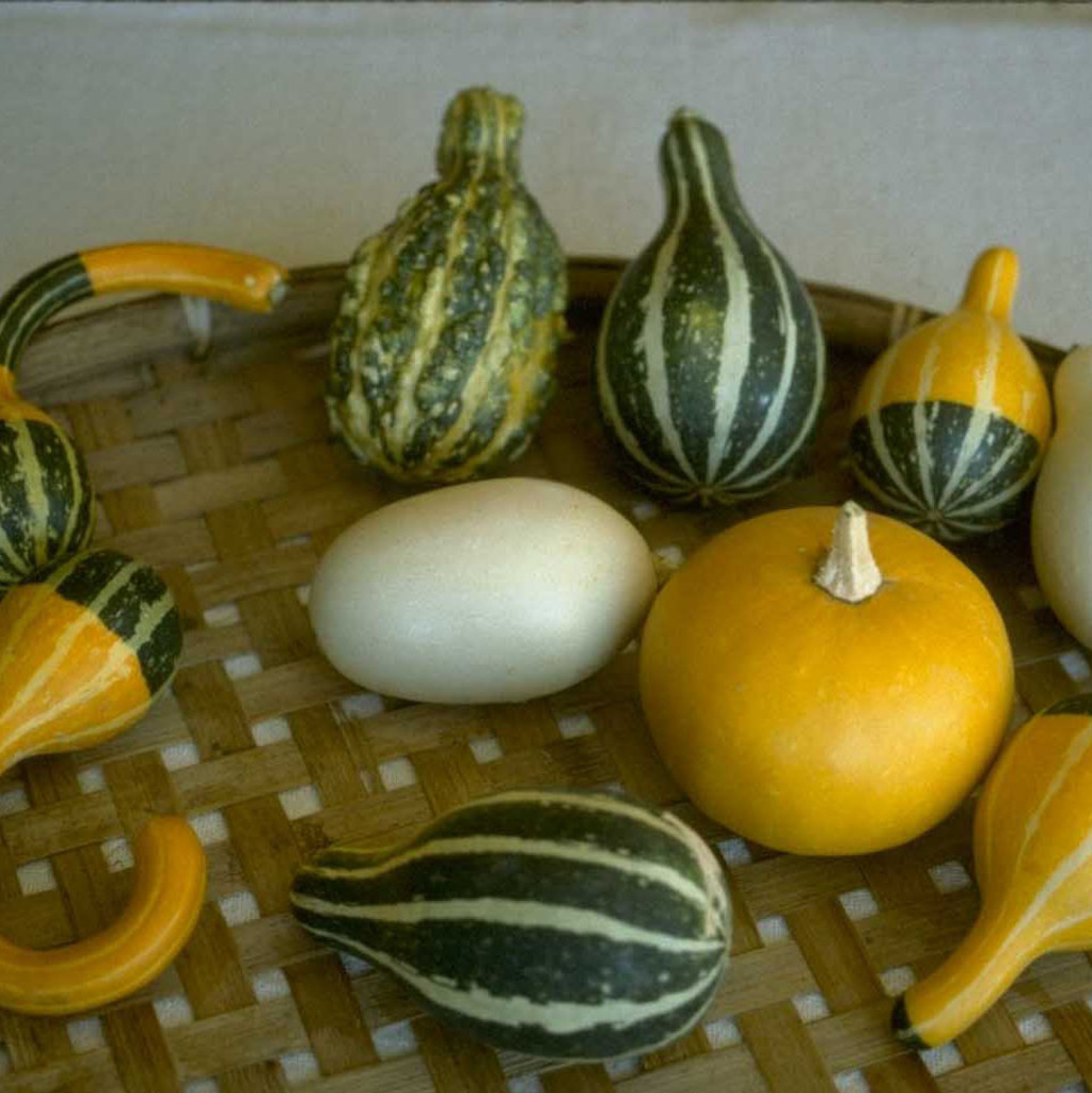 Courge ornementale