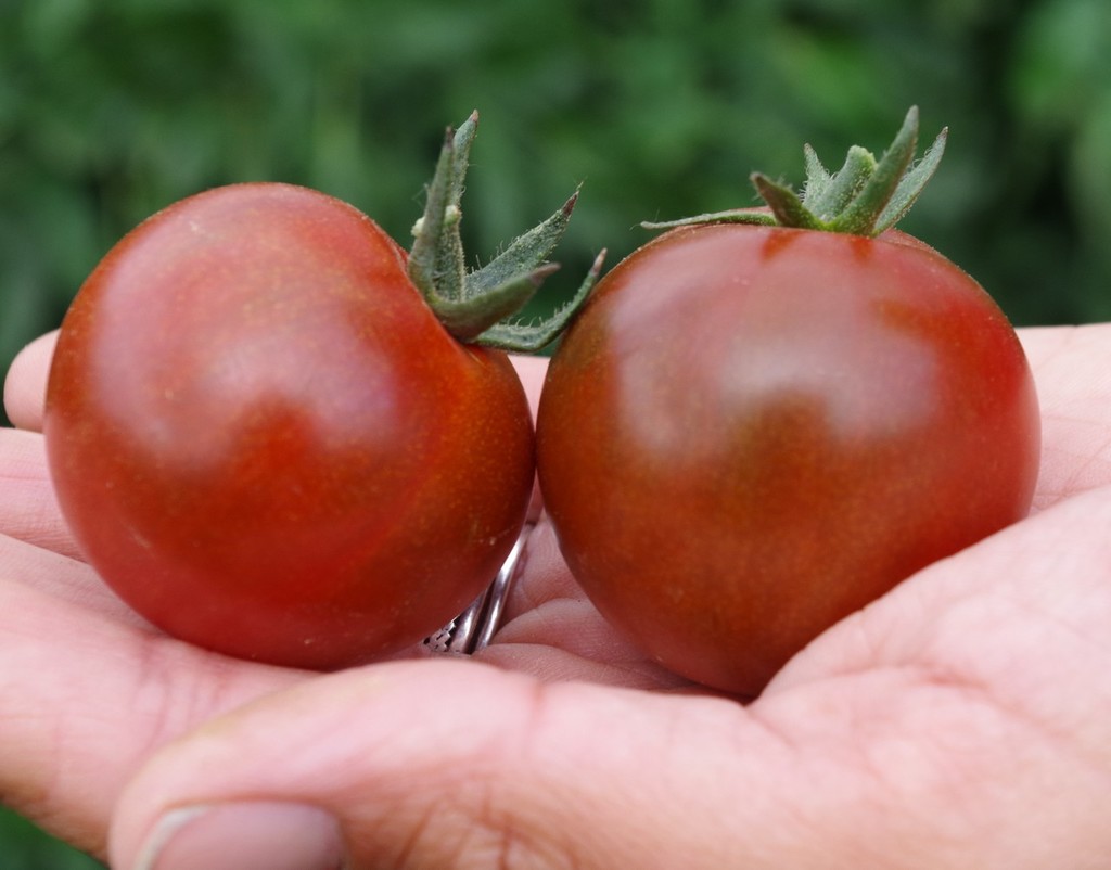 Tomate à petits fruits