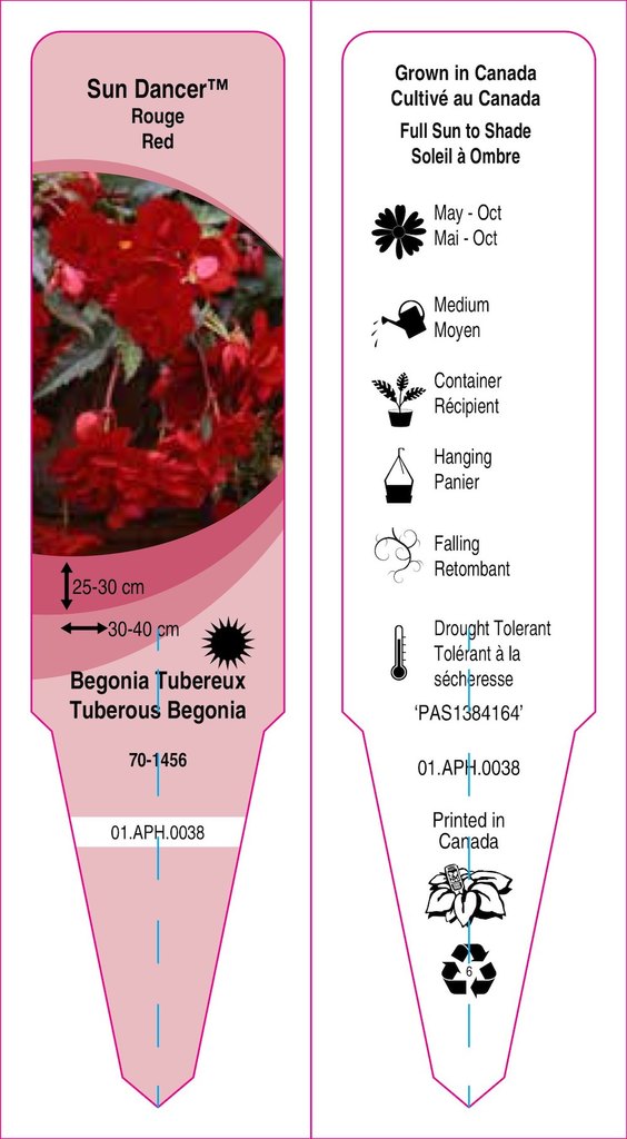 Begonia tuberous trailing