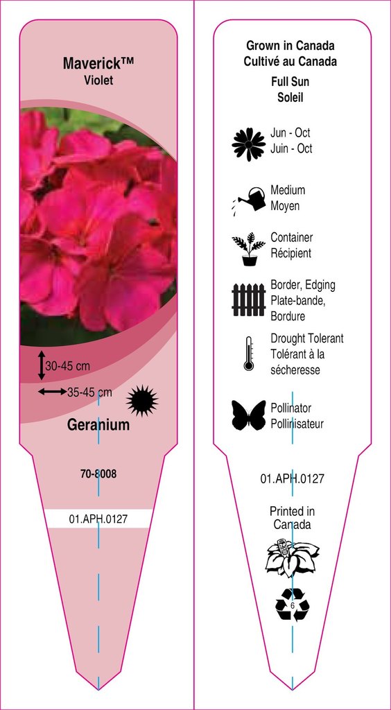 Pelargonium (Géranium)