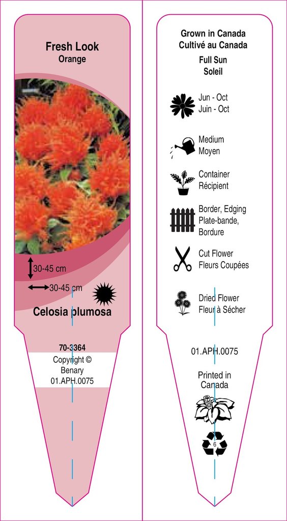 Celosia plumosa