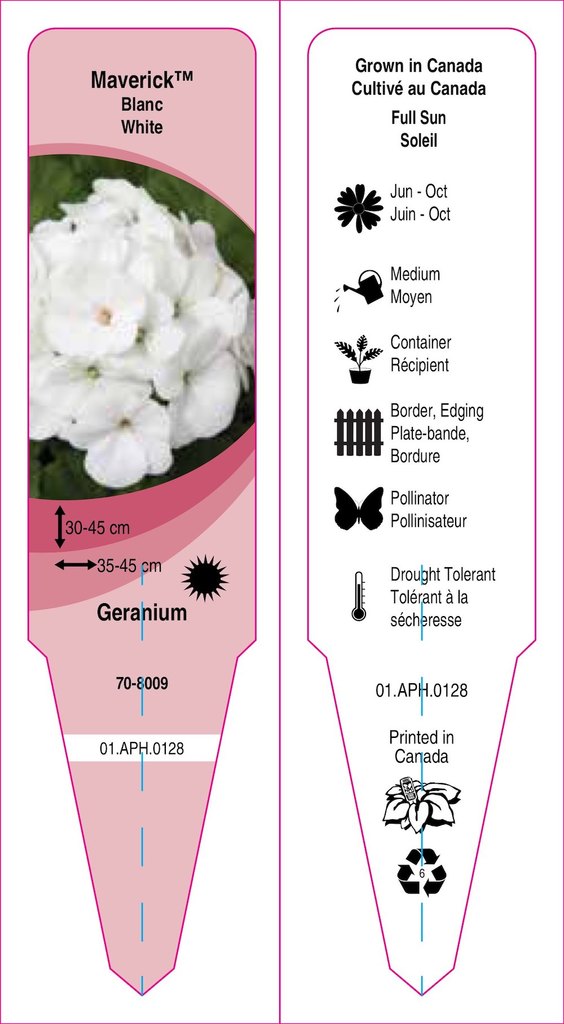 Pelargonium (Geranium)
