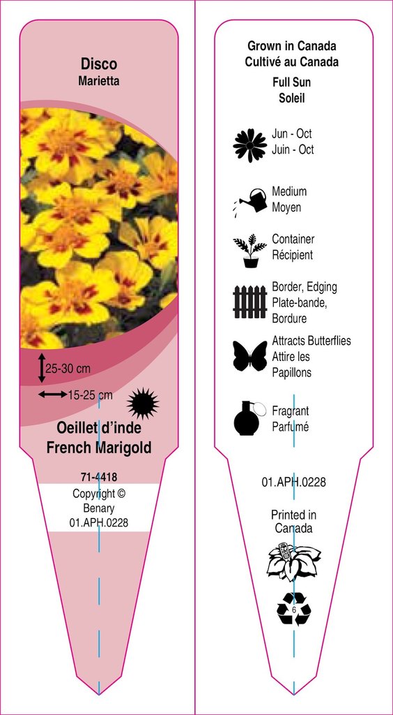 French marigold