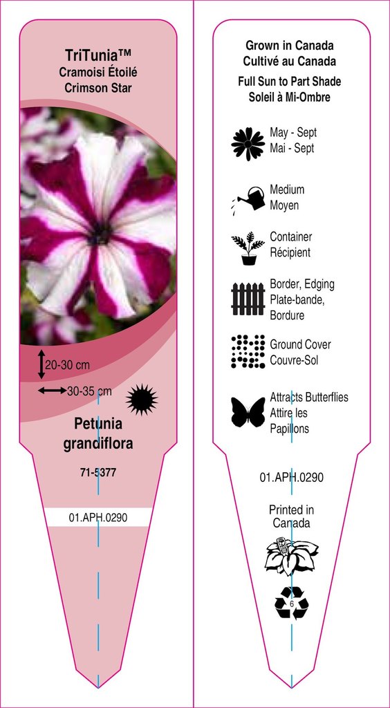 Petunia grandiflora