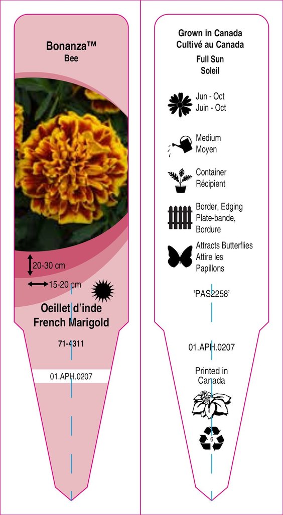 French marigold