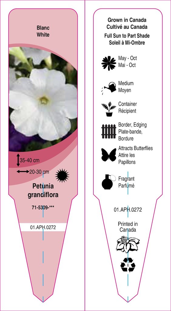 Petunia Single flower