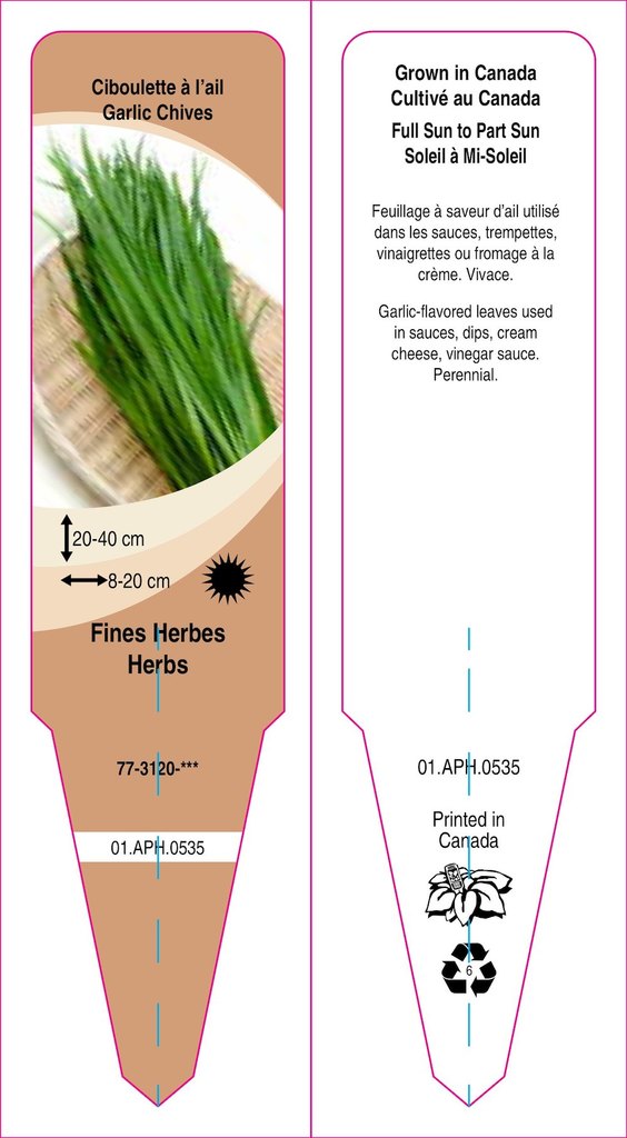 garlic chive no português - dicionário Inglês-Português