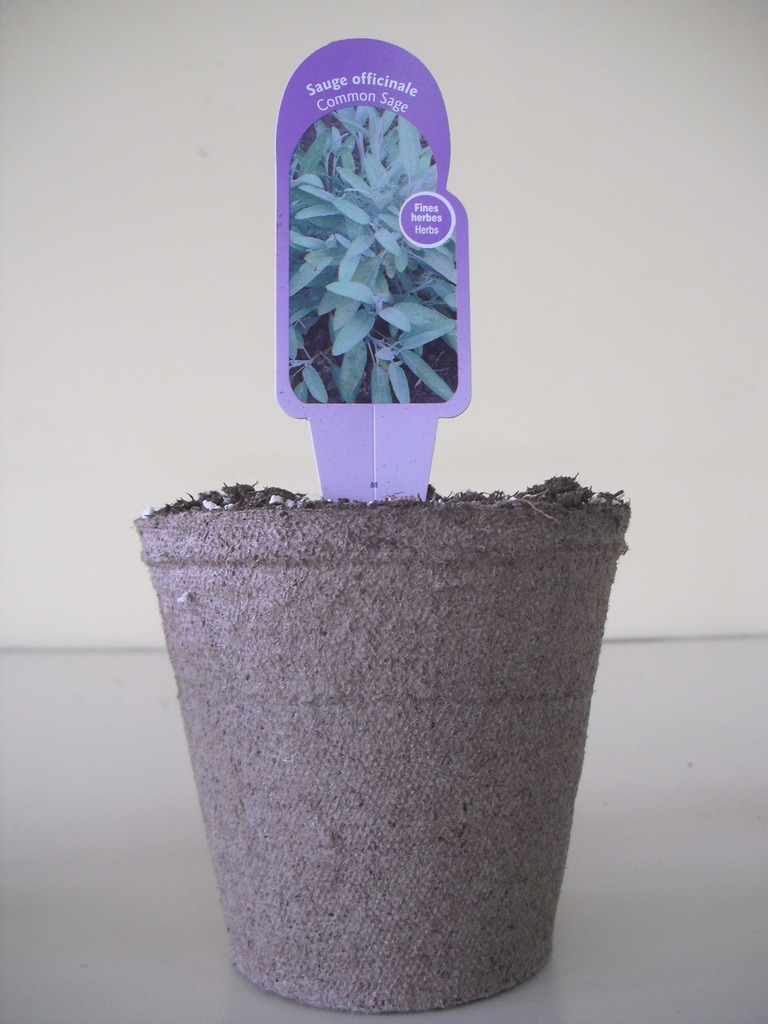 Leucanthemum (Marguerite)
