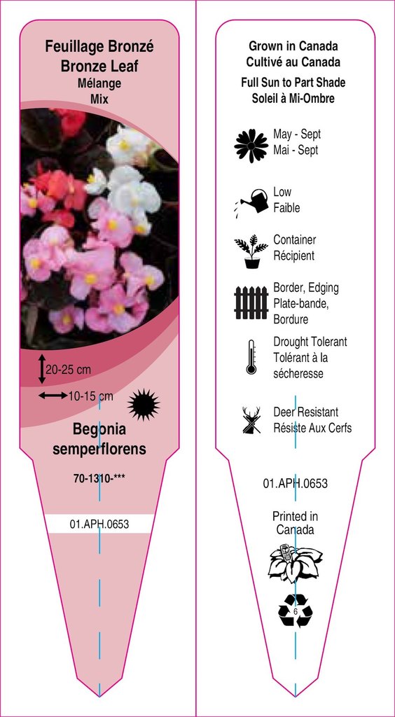 Begonia fibrous (semperflorens)