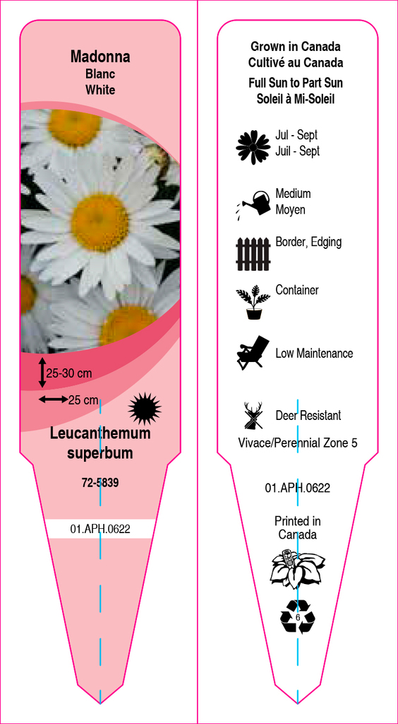 Leucanthemum (Daisy)