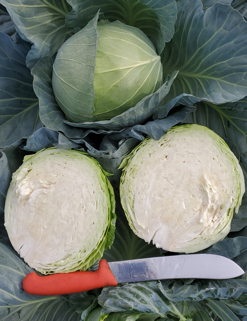 Cabbage-Summer