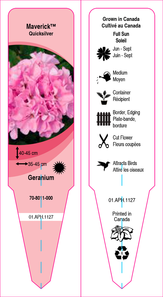Pelargonium (Geranium)