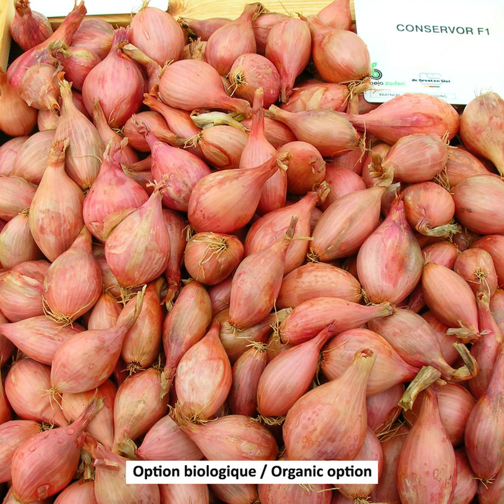 Organic pink Onion from France