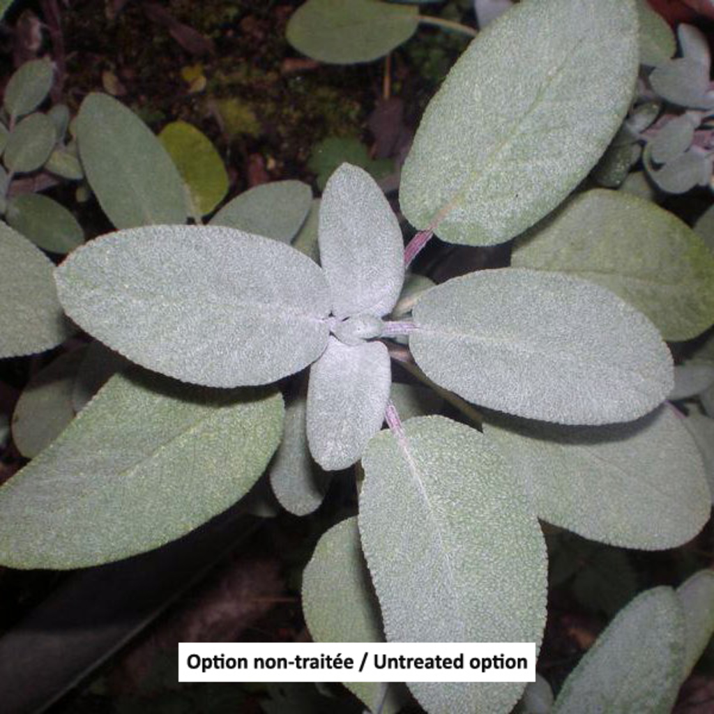Sage-Salvia officinalis