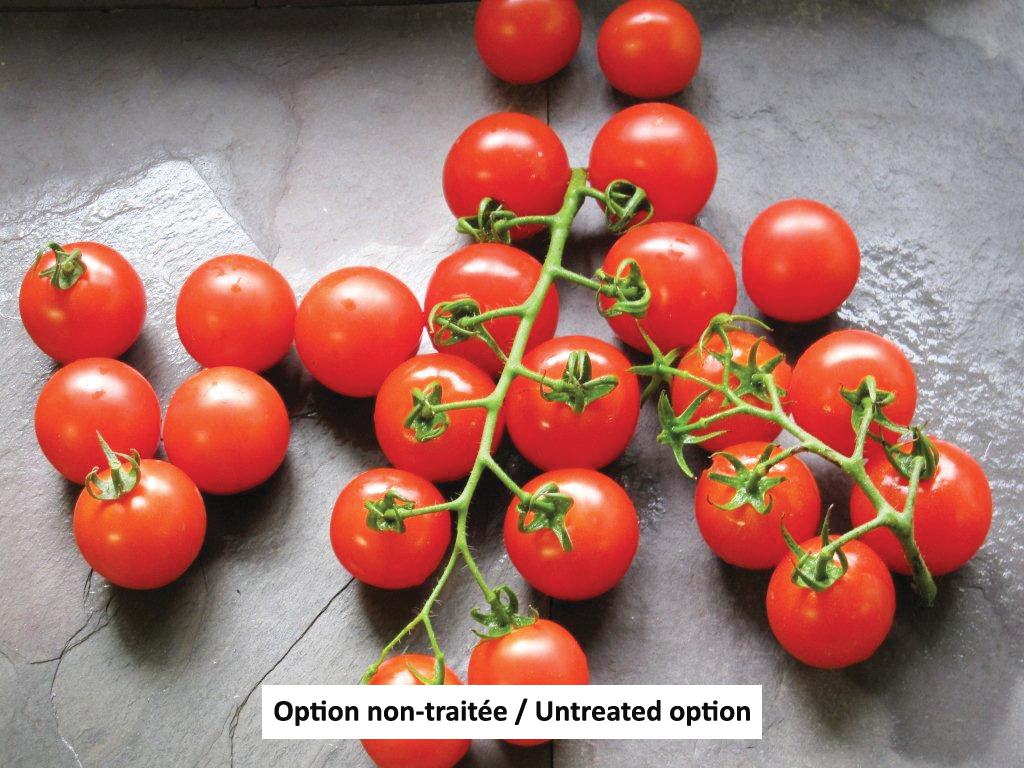Tomato-Small fruited